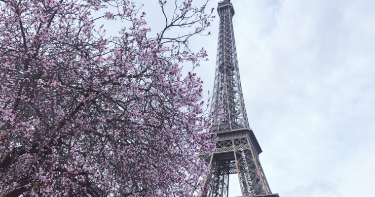 Magnolie i kwitnące drzewa owocowe w Paryżu