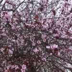 Wiosenne tapety we francuskim klimacie DO POBRANIA